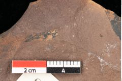 Foto (Detailsansicht) von Quercus palaeoilex Ettingshausen (NHMW-GEO-2024-0188-0820)